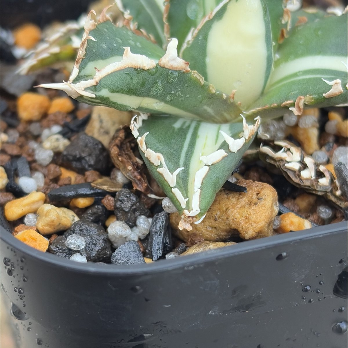 アガベ チタノタ 狼人錦 中斑錦 Agave titanota were wolf White