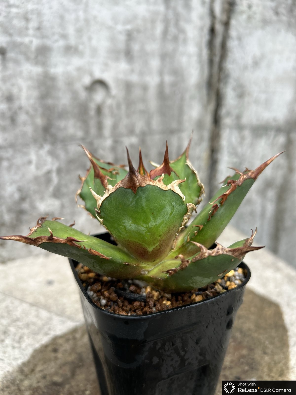 アガベ チタノタ FO-076 鉢付き発送 | blackmonster plants