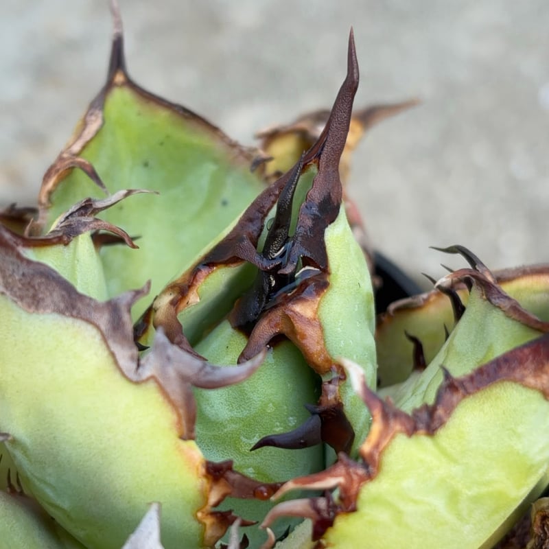 アガベチタノタオアハカ 子株2株付き Agave titanota oaxaca 鉢付き