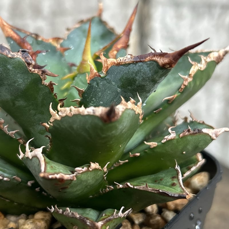 アガベ チタノタ 海王 鉢付き発送 | blackmonster plants