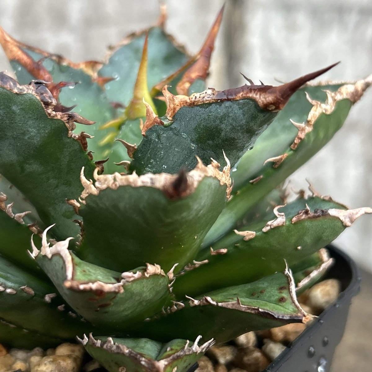 アガベ チタノタ　海王　親株　鉢付き アガベ チタノタ 海王 鉢付き発送 | blackmonster plants