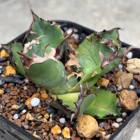 blackmonster plants
