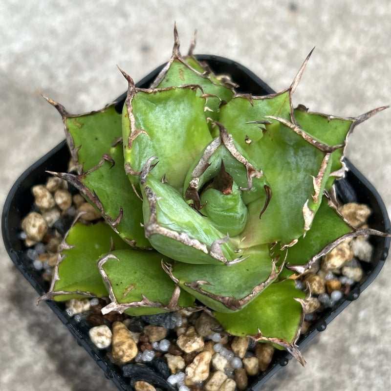 コンパクト、美形】アガベチタノタ鬼爪 Agave titanota 'Ghost Claw'