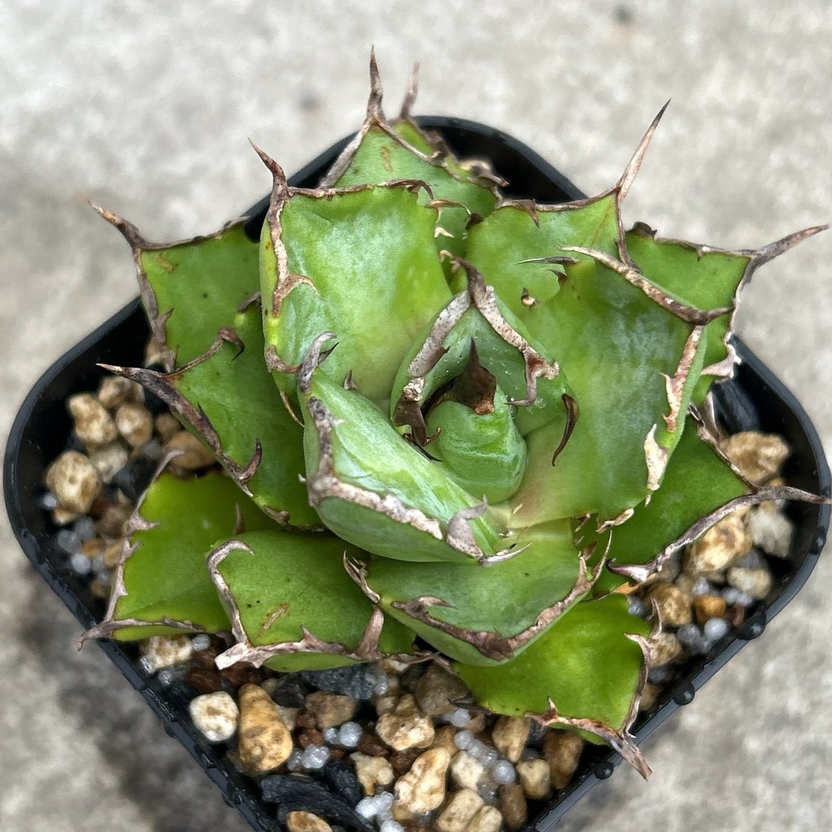 コンパクト、美形】アガベチタノタ鬼爪 Agave titanota 'Ghost Claw'