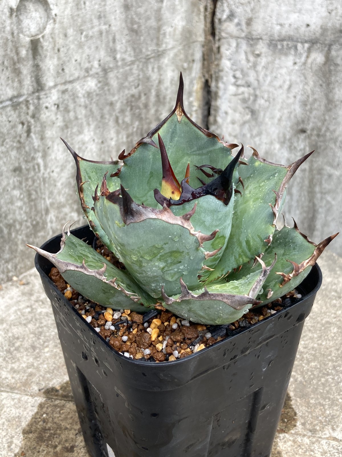 アガベ チタノタ 阿修羅 AS7 アガベ チタノタ 阿修羅 親株 ※鉢付き