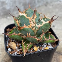 アガベオテロイオアハカ Agave oteroi “Oaxaca”鉢付き発送