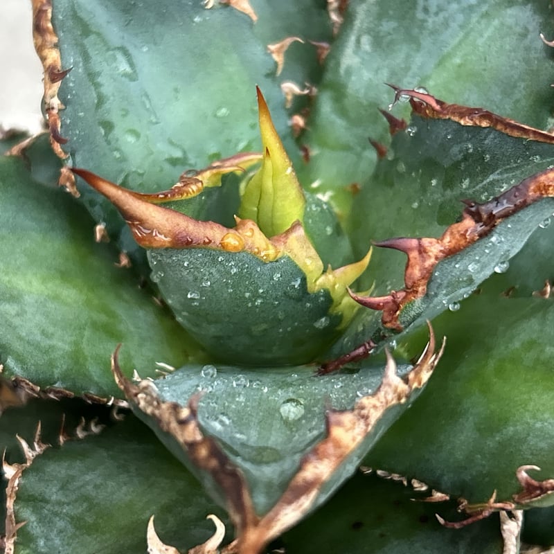 アガベ チタノタ 海王 鉢付き発送 | blackmonster plants