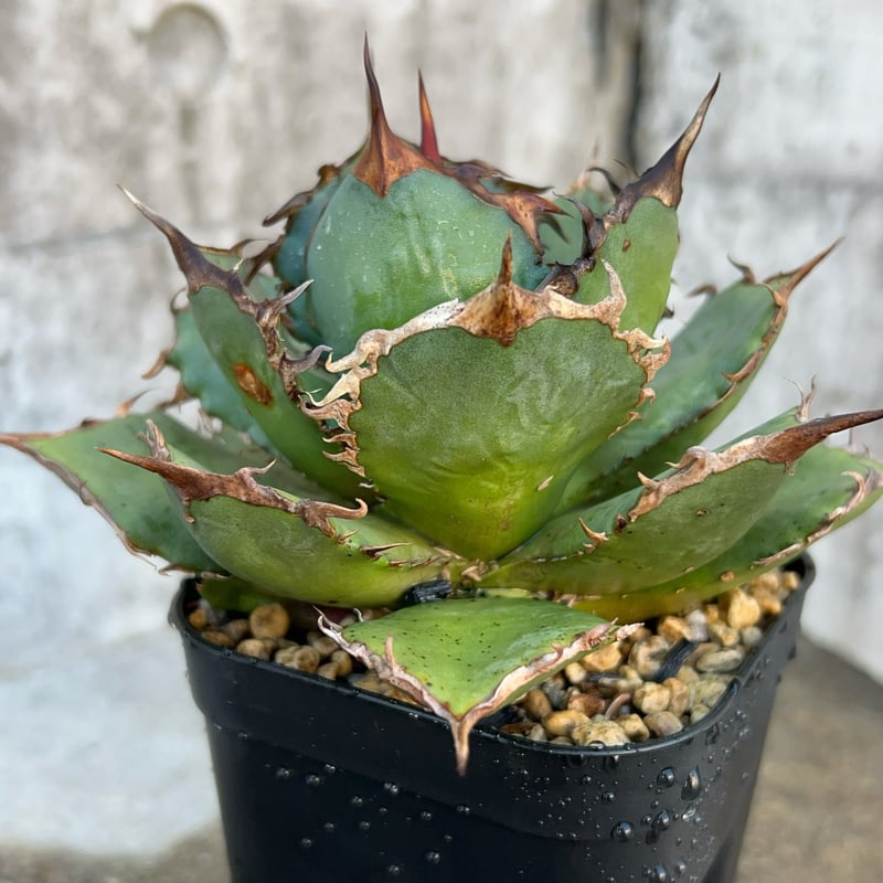 アガベチタノタ FO-076 子株3株付き 鉢付き発送 | blackmonster pla