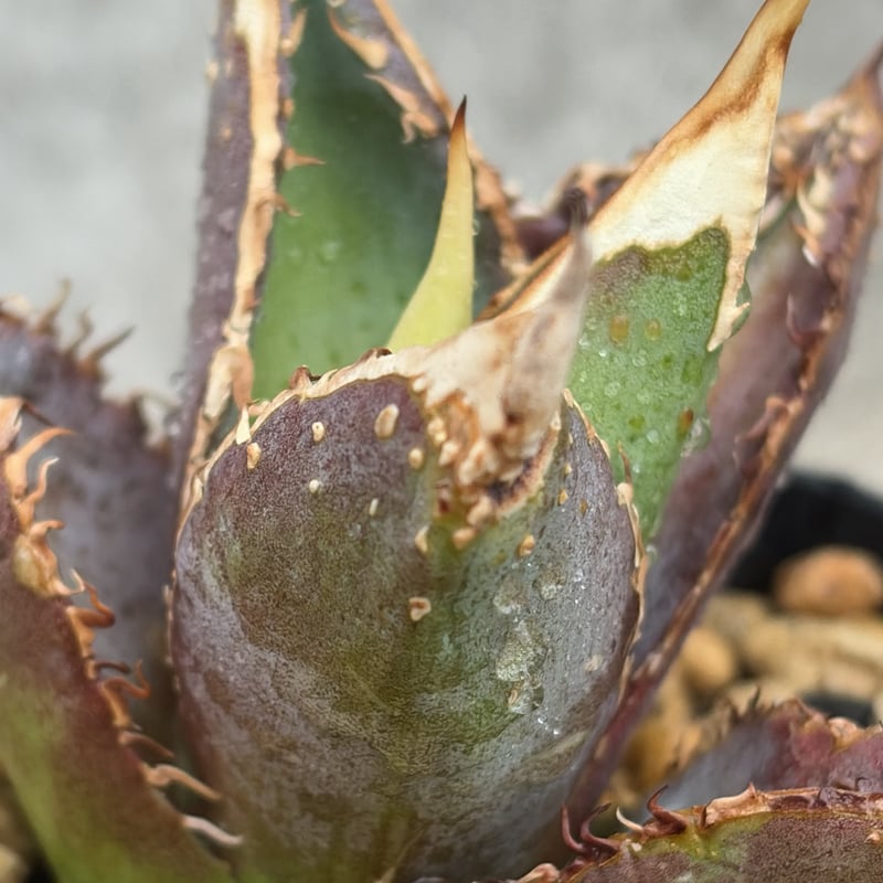 アガベ チタノタ 豆豆龍 Agave titanota totoro トトロ 鉢付き発送 |