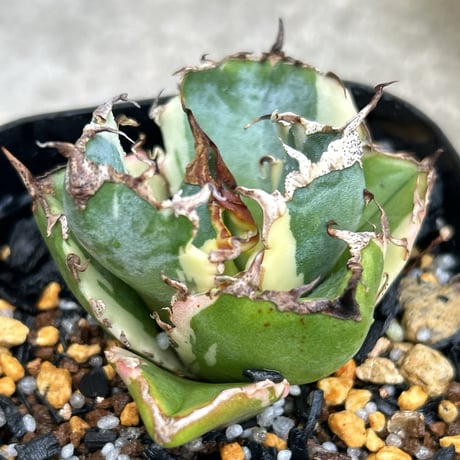 アガベ　チタノタ　白鯨　抜き苗発送 アガベ チタノタ 白鯨 抜き苗発送