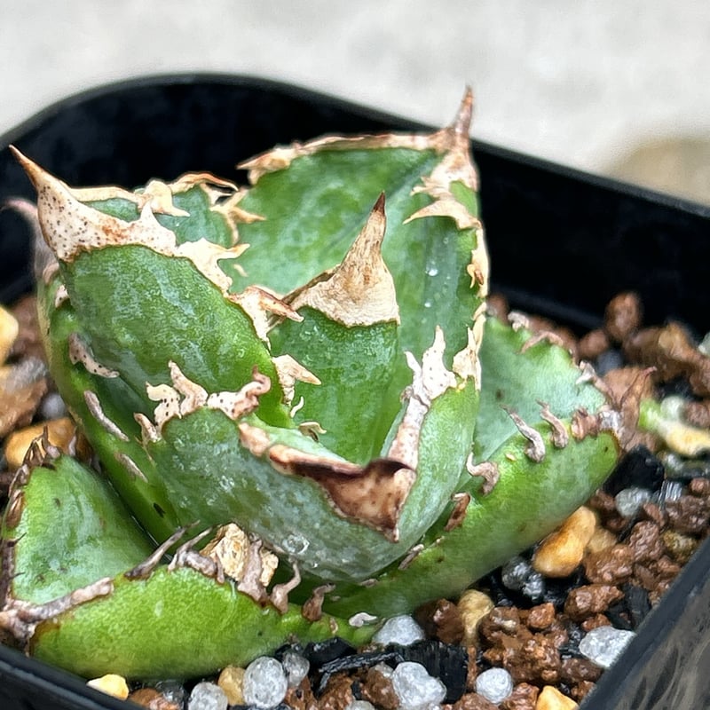 AGAVE TITANOTA 白豪刺 白豪刺 | STORES