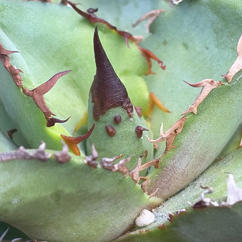 c*o様 アガベ チタノタ 星空 OC株 Starry sky 大株 c*o様 アガベ