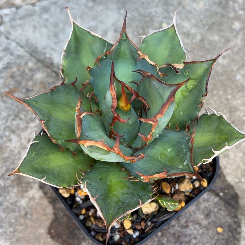 アガベチタノタオアハカ 子株多数付き Agave titanota oaxaca 鉢付き