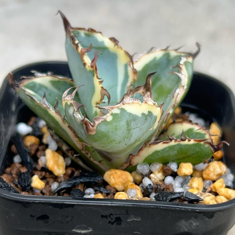 アガベ チタノタ ブラックアンドブルー 錦 白覆輪錦 Agave