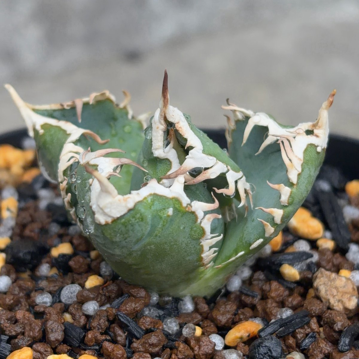 アガベ チタノタ 白豪棘 子株3付き Agave titanota byakugoushi鉢