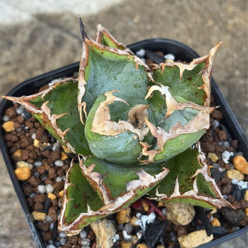 アガベ チタノタ 清櫻 