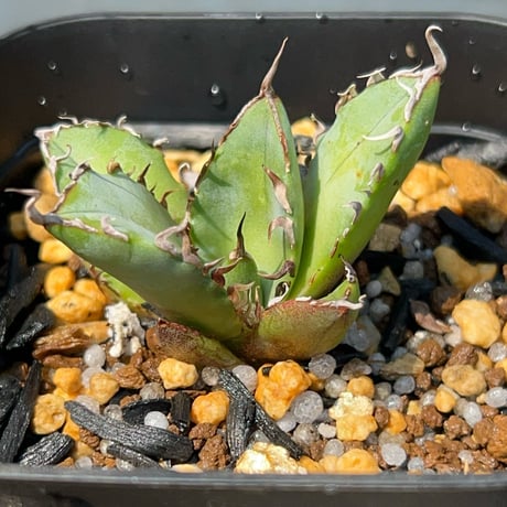 アガベ　魔丸、黒鯨　セット 黒鯨 | STORES