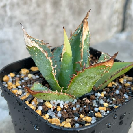 アガベチタノタ | STORES