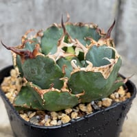 アガベチタノタ白鯨  Agave titanota ‘White Whale’鉢付き発送