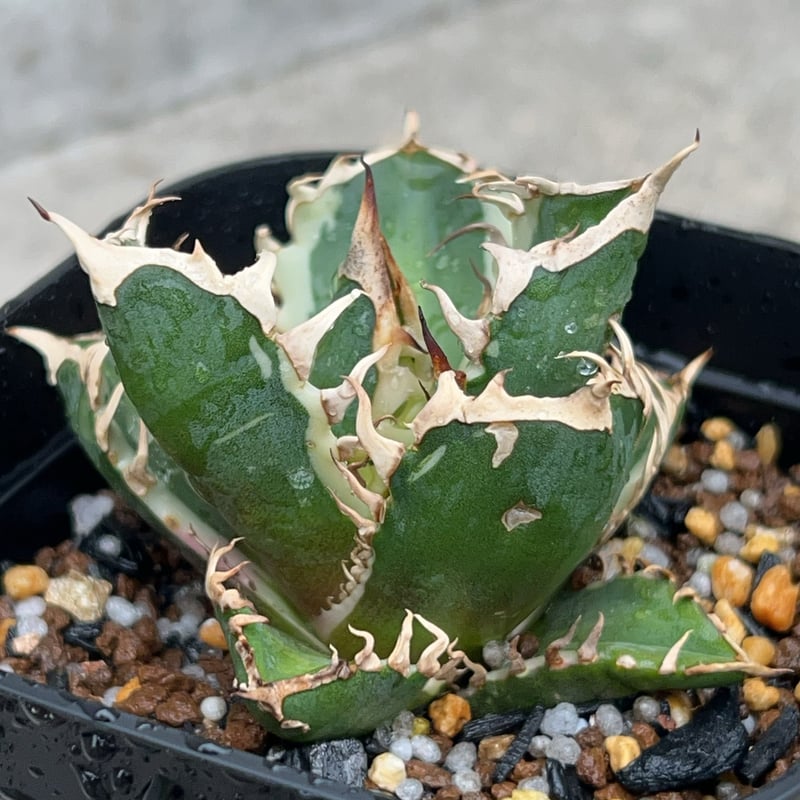 901【上澳園芸】アガベ チタノタ レッドキャッ 赤猫錦 白覆輪斑 強白