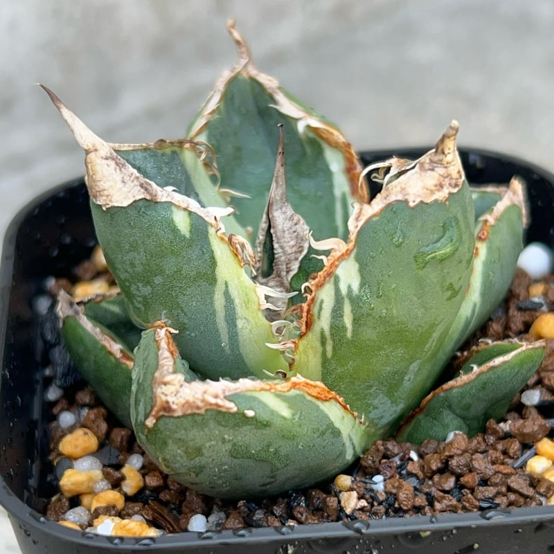 アガベ　南アフリカダイヤモンド錦 アガベ チタノタ 南アフリカダイヤモンド錦 白覆輪錦 Agave titanota