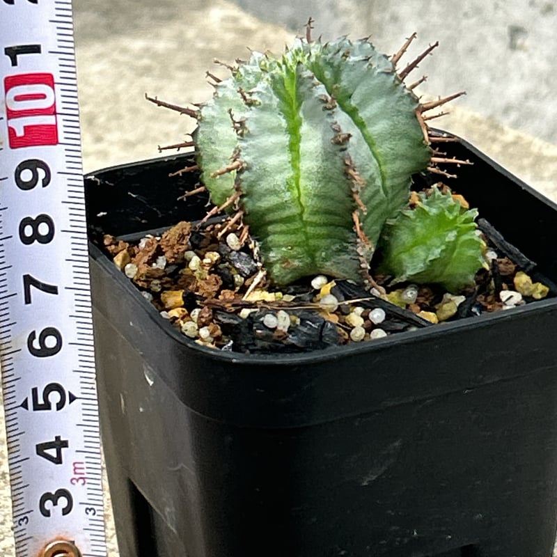 BMP産）ユーフォルビアホリダ 雌株 鉢付き発送 | blackmonster plants