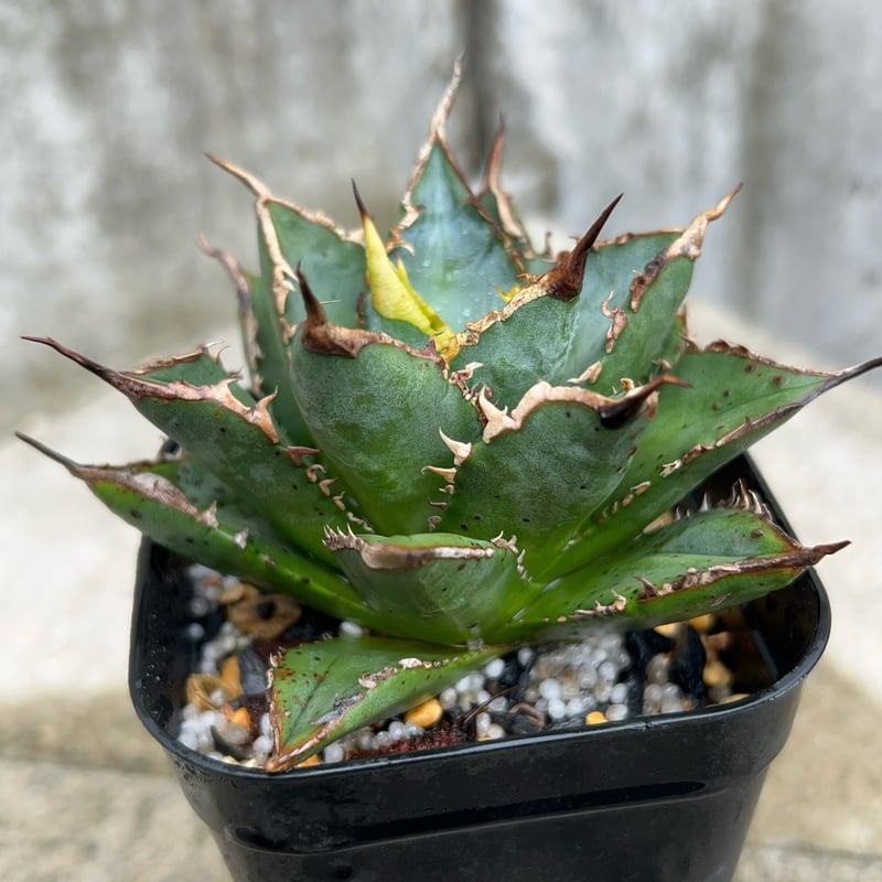 アガベ チタノタ 海王 鉢付き発送 | blackmonster plants