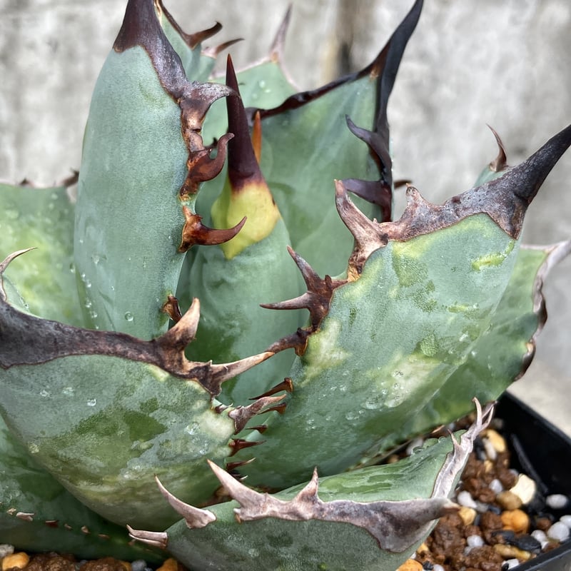 アガベチタノタ阿修羅 Agave titanota ashura 鉢付き発送 | black