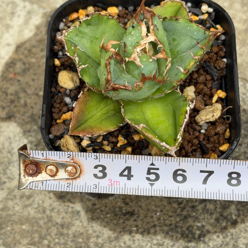 アガベチタノタ蚩尤 Agave titanota chiyou 鉢付き発送 | black