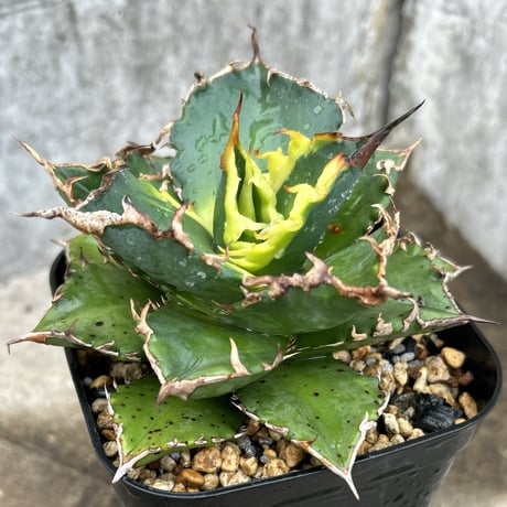 狂刺夕映 | STORES