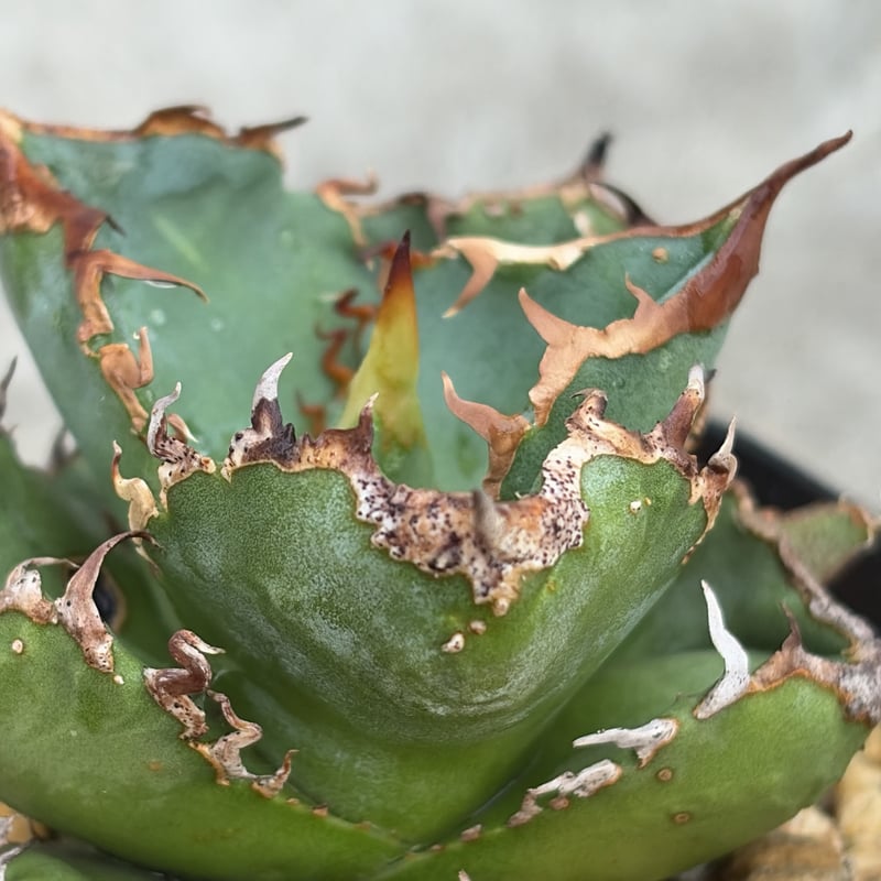 アガベチタノタ地勇星 子株付き Agave titanota “Chiyuusei” 鉢付き