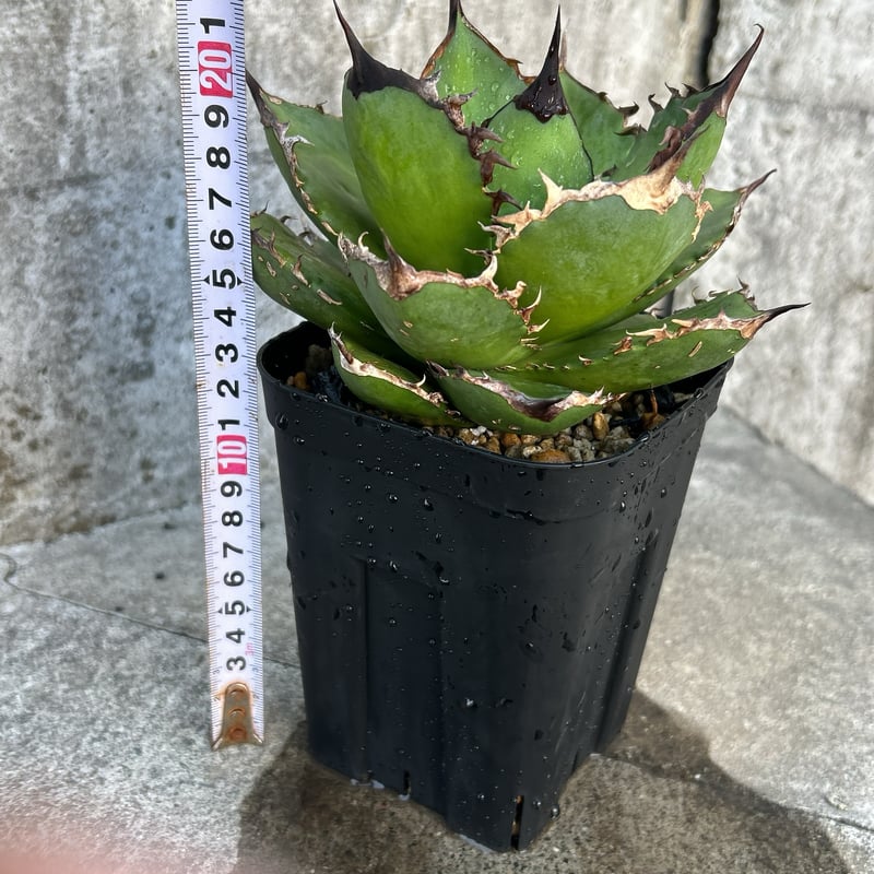 アガベ チタノタ シャークソード 鯊魚剣 鉢付き発送 | blackmonster