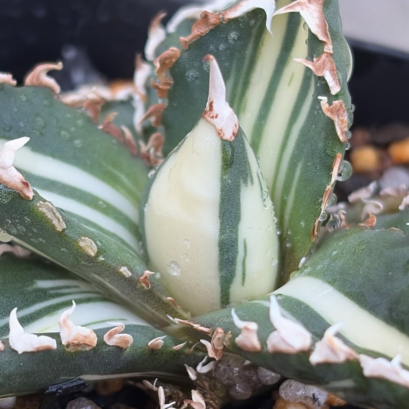 アガベ チタノタ 狼人錦 中斑錦 Agave titanota were wolf White