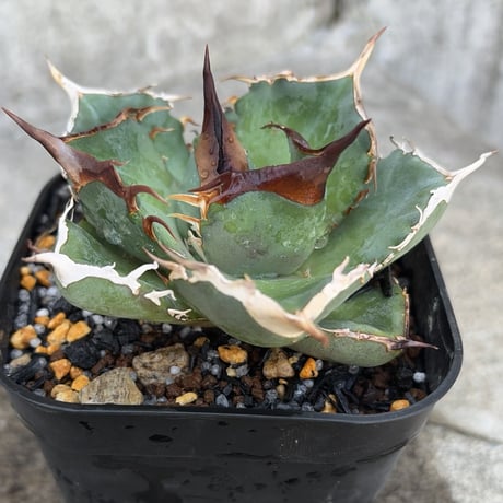 アガベ チタノタ オアハカ Agave titanota Oaxaca 14 アガベ チタノタ オアハカ Agave titanota Oaxaca 14 | Mellow