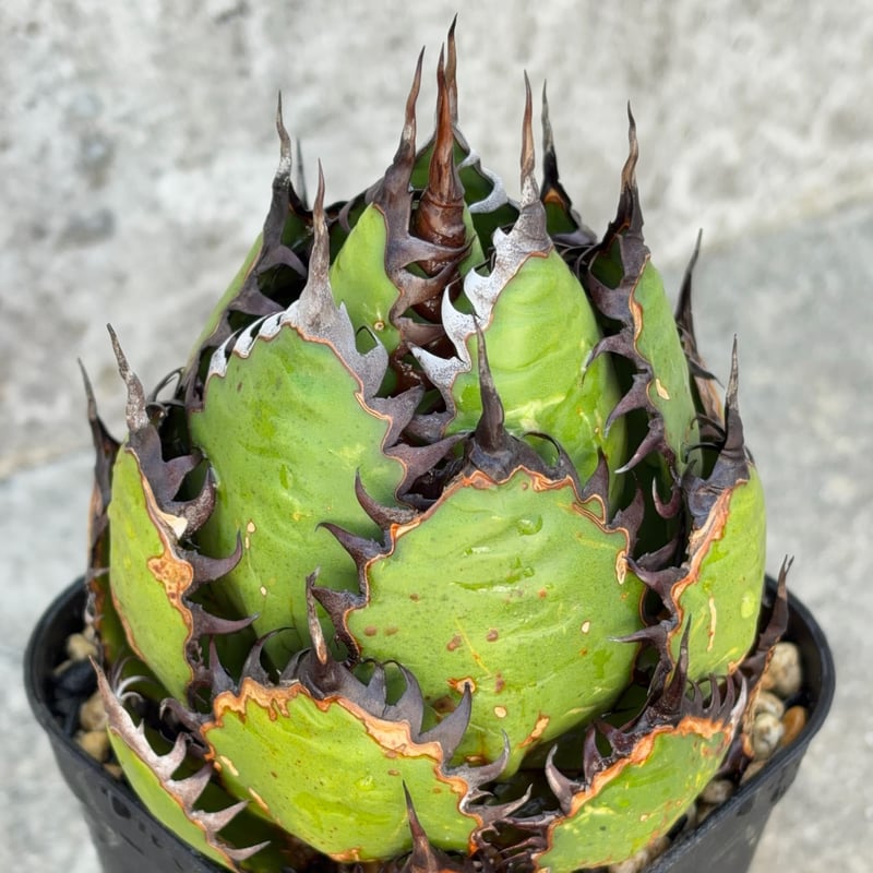 アガベ ホリダ Agave horrida 鉢付き発送 | blackmonster pla