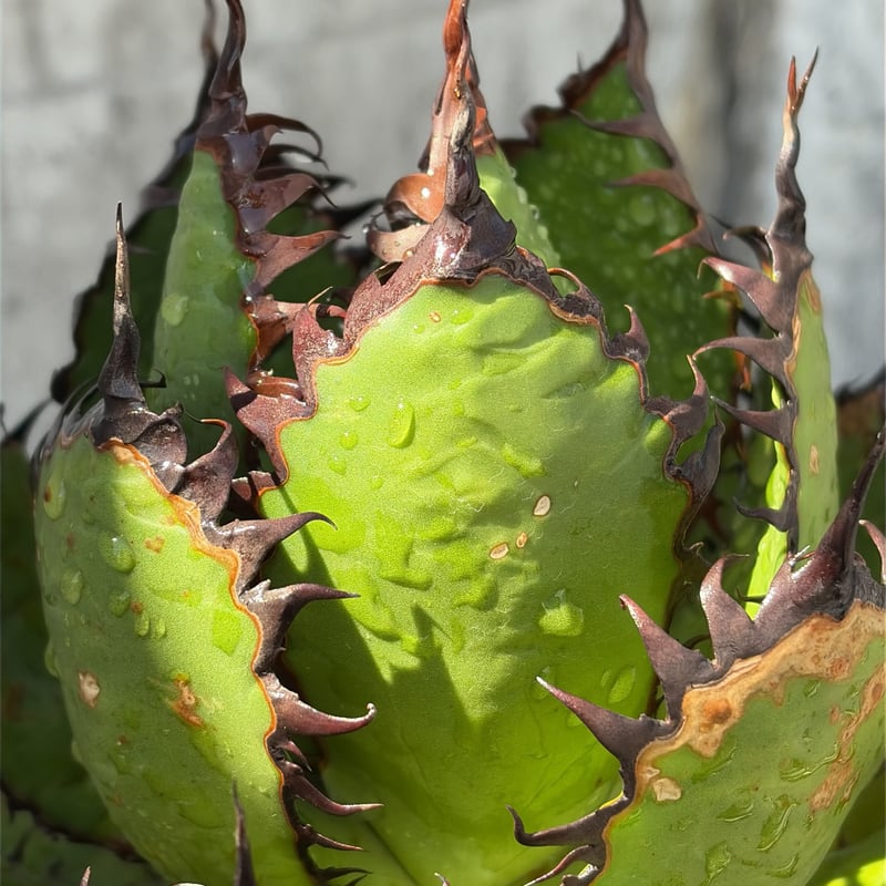 アガベ ホリダ Agave horrida 鉢付き発送 | blackmonster pla