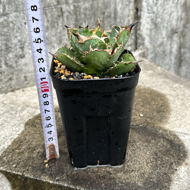 アガベ チタノタ 星空 Agave titanota starry sky 鉢付き発送 |