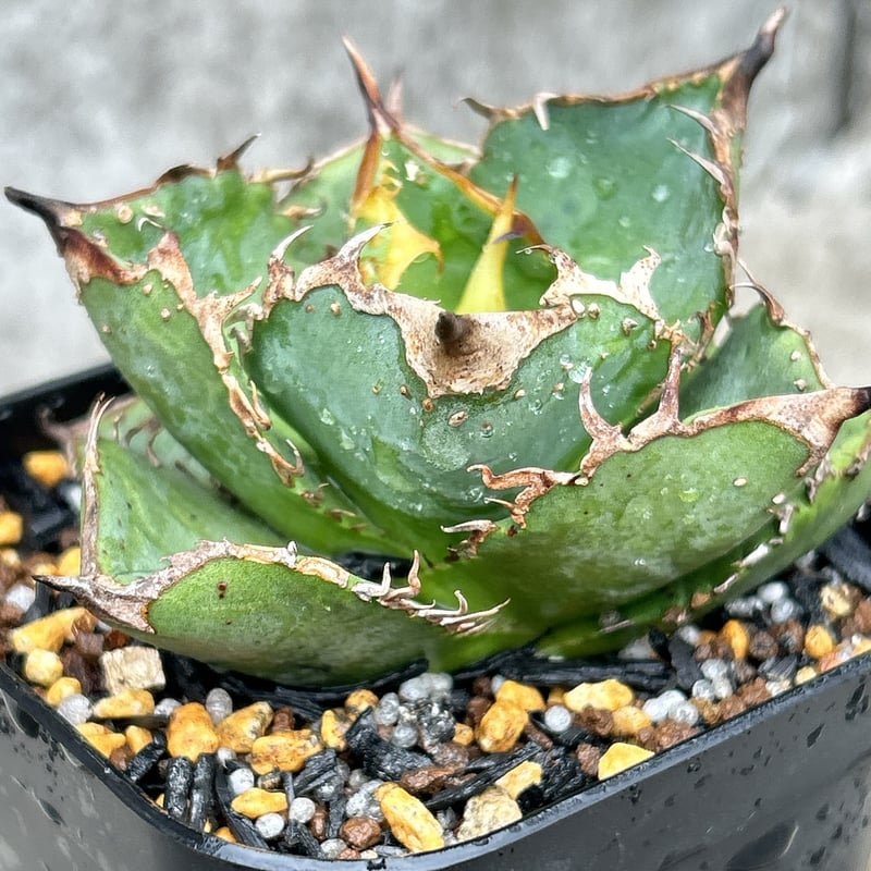 アガベ チタノタ 星空 Agave titanota starry sky 鉢付き発送 |