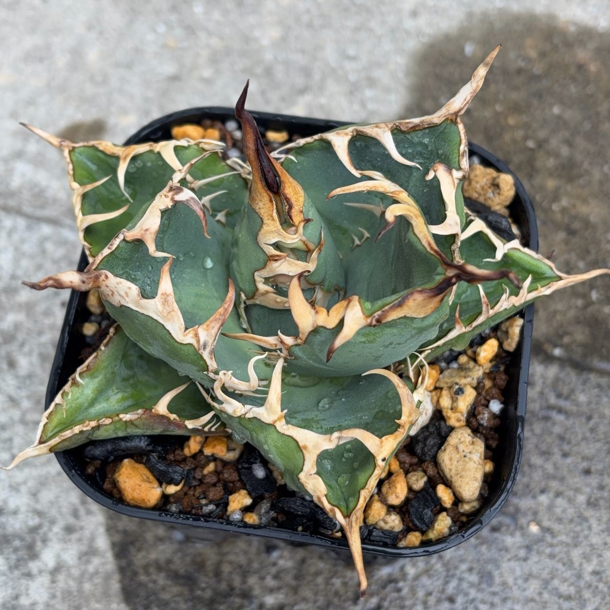 アガベオテロイオアハカ Agave oteroi “Oaxaca”鉢付き発送 | black