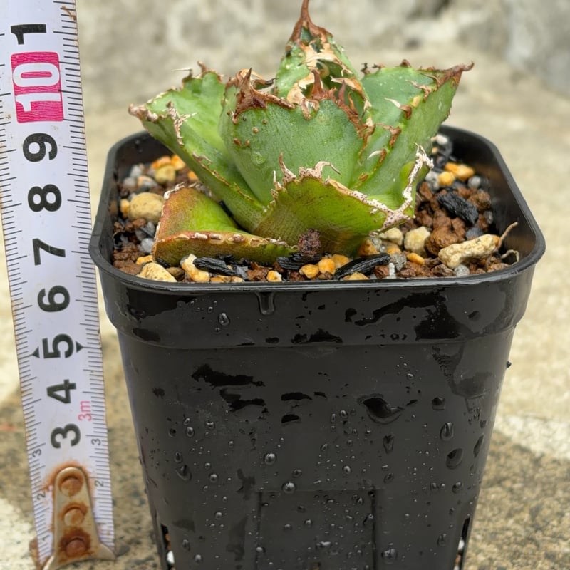 アガベチタノタ蚩尤 Agave titanota chiyou 鉢付き発送 | black