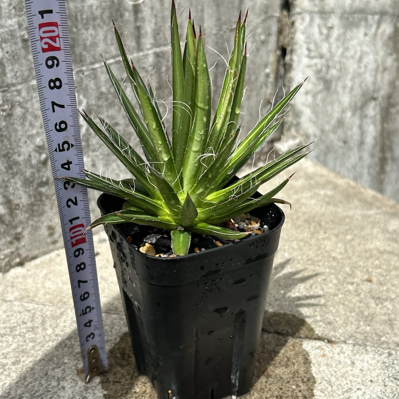 アガベ フィリフェラ 鉢ごと発送 BMP産)アガベフィリフェラ Agave filifera 鉢付き発送 | black