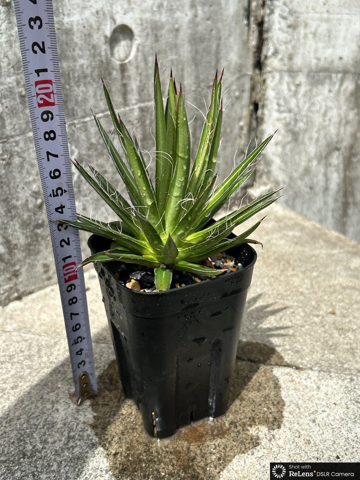 BMP産)アガベフィリフェラ Agave filifera 鉢付き発送 | black
