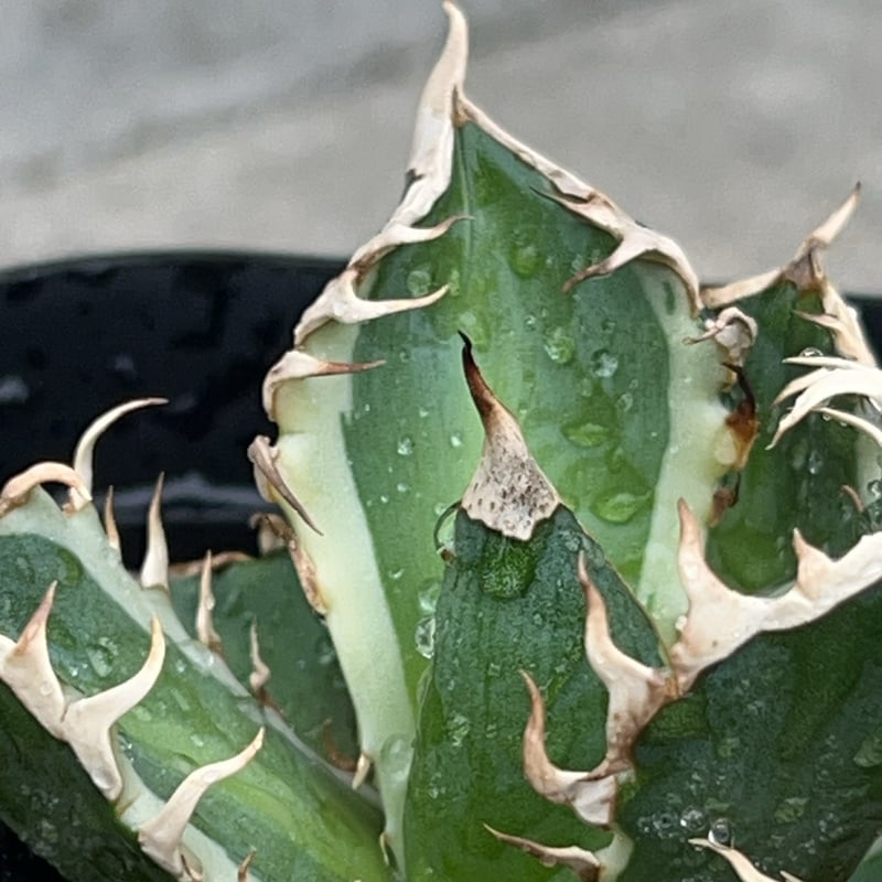 721【上澳園芸】アガベ チタノタ レッドキャッ 赤猫錦 白覆輪斑 希少 精選 アガベ チタノタ レッドキャットウィーズル錦 地獄猫 赤猫錦 白