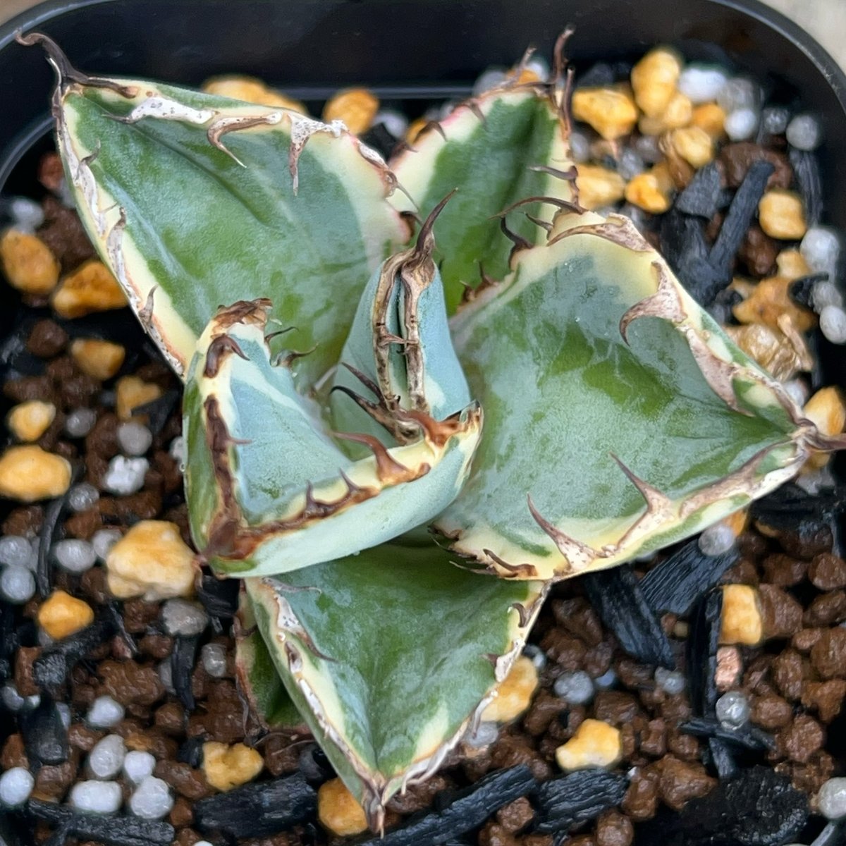 チタノタ BB錦 白覆輪斑 ブラックアンドブルー錦 超コンパクト】 チタノタ BB錦 白覆輪斑 ブラックアンドブルー錦