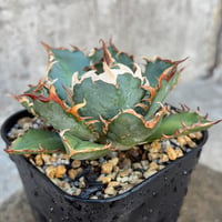 アガベチタノタ羽翼 Agave titanota Feathered Wing鉢付き発送
