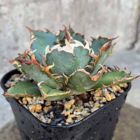 サンメリのAgave【かっこいいチタノタ】 チタノタ | STORES
