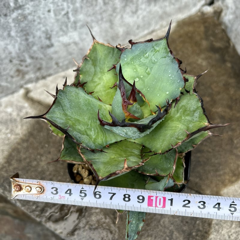 アガベ チタノタ 龍牙 agave titanota dragon fang 子株3株付き鉢付