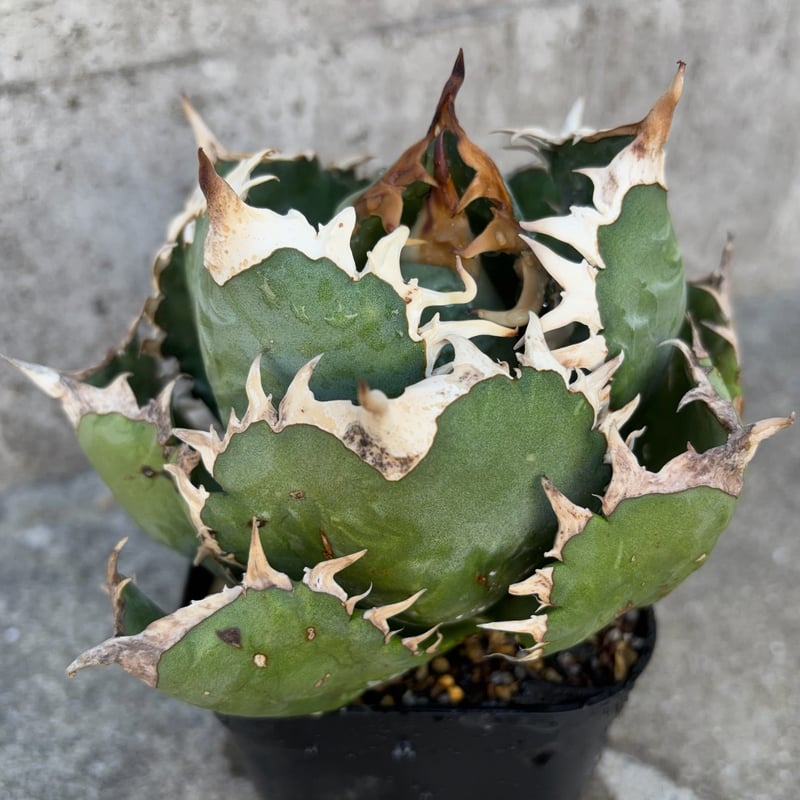 アガベオテロイオアハカ Agave oteroi “Oaxaca”鉢付き発送 | black