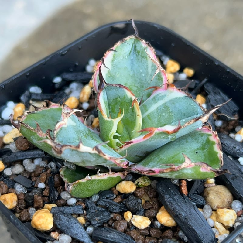アガベ チタノタ ブラックアンドブルー 錦 白覆輪錦 Agave titanota Bla