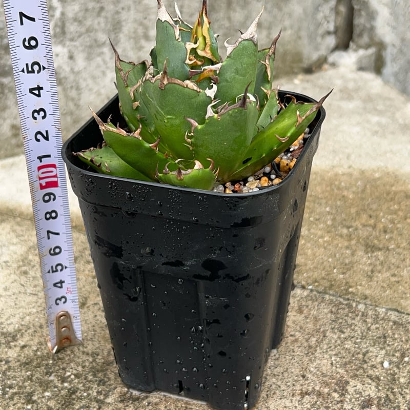 アガベチタノタ鬼爪 Agave titanota 'Ghost Claw' 鉢付き発送 |